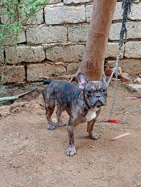 french bulldog male 1.5 year دكر فرنش بولدوج 0