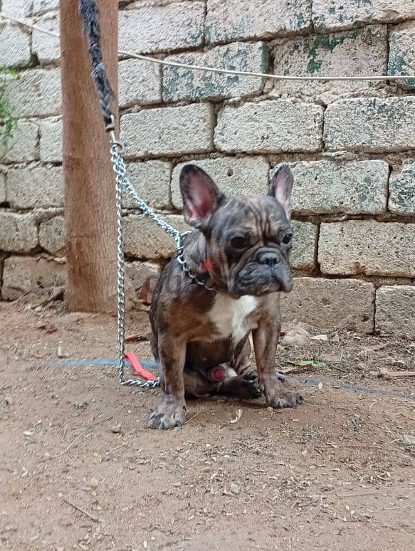 french bulldog male 1.5 year دكر فرنش بولدوج 2