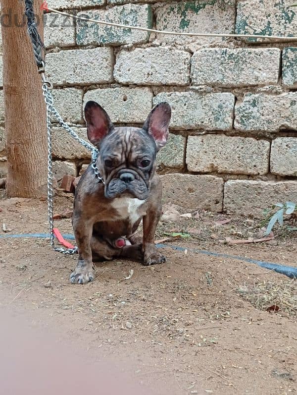 french bulldog male 1.5 year دكر فرنش بولدوج 3