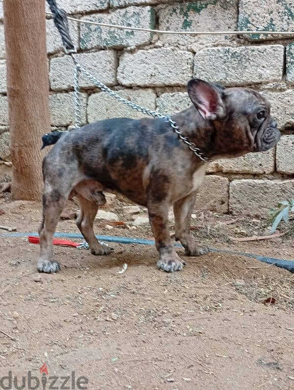 french bulldog male 1.5 year دكر فرنش بولدوج 4