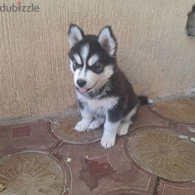 husky