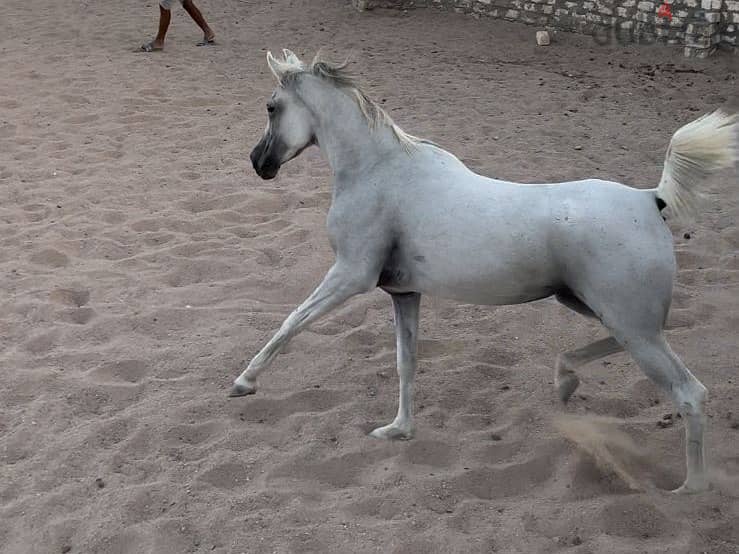 Horse for Sell - Pure Arabian Mare blue white color pregnant 4