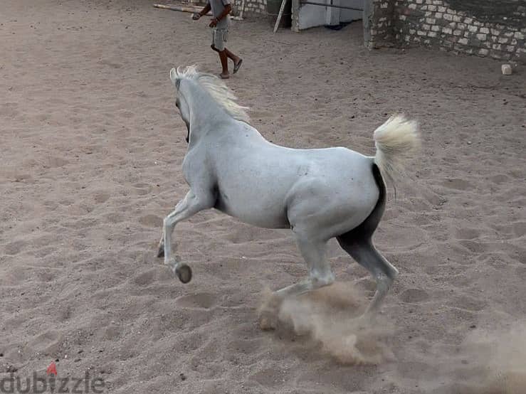 Horse for Sell - Pure Arabian Mare blue white color pregnant 5