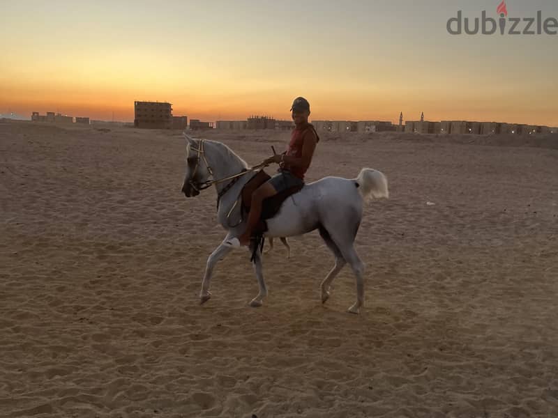 Horse for Sell - Pure Arabian Mare blue white color pregnant 2