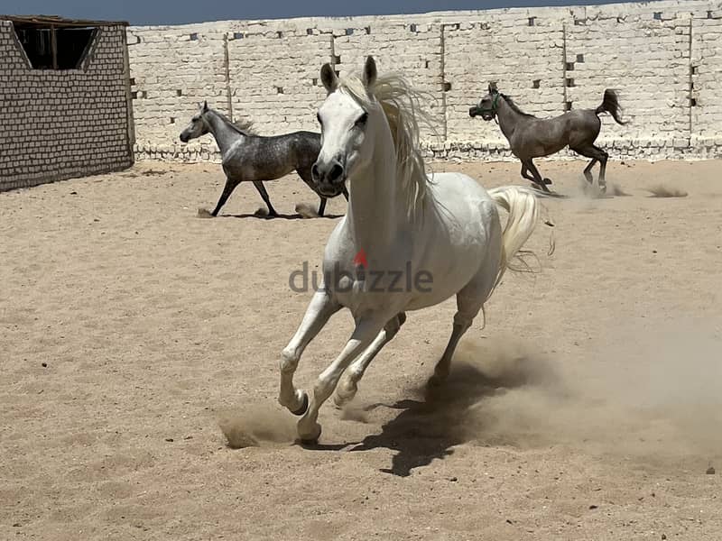 Arabian Horse Mare Female white 5 years old pregnant 0