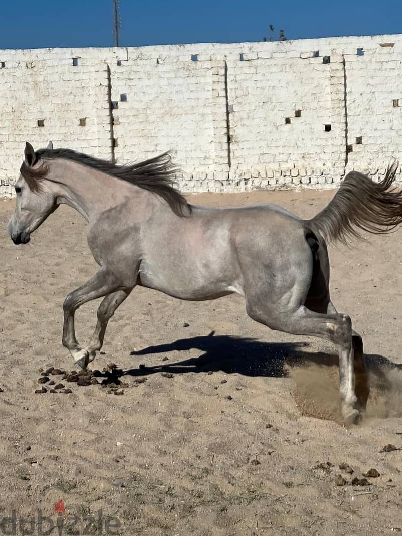 Pure Arabian Mare Horse Female blue color 2 years very good papers 2