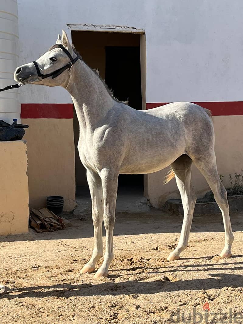 Pure Arabian Mare Horse Female blue color 2 years very good papers 7