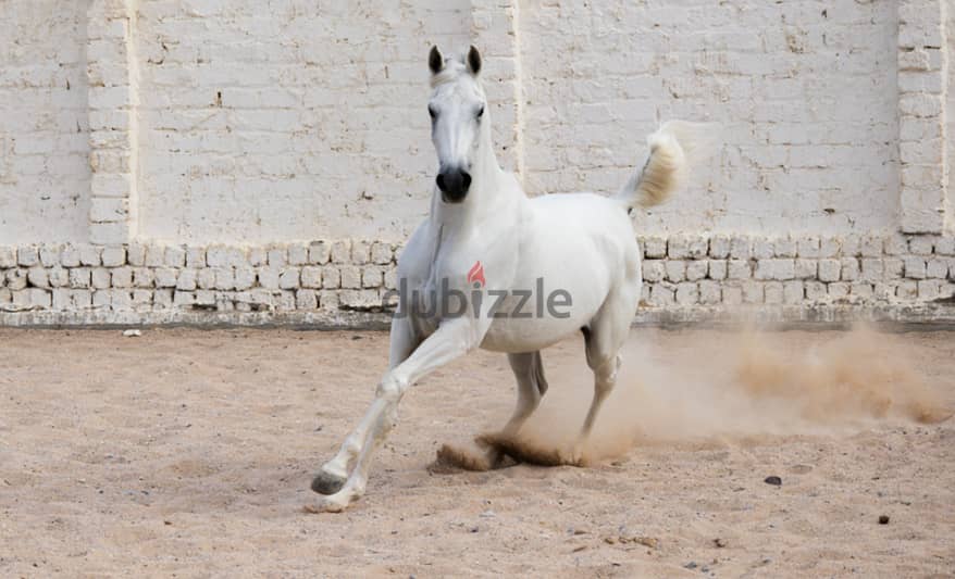 Pure Arabian Mare Horse Female blue color 2 years very good papers 8