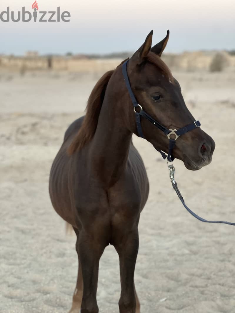 Pure Arabian Horse Stallion 9 month dark brown hot blood 0