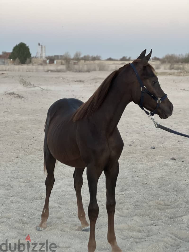 Pure Arabian Horse Stallion 9 month dark brown hot blood 1