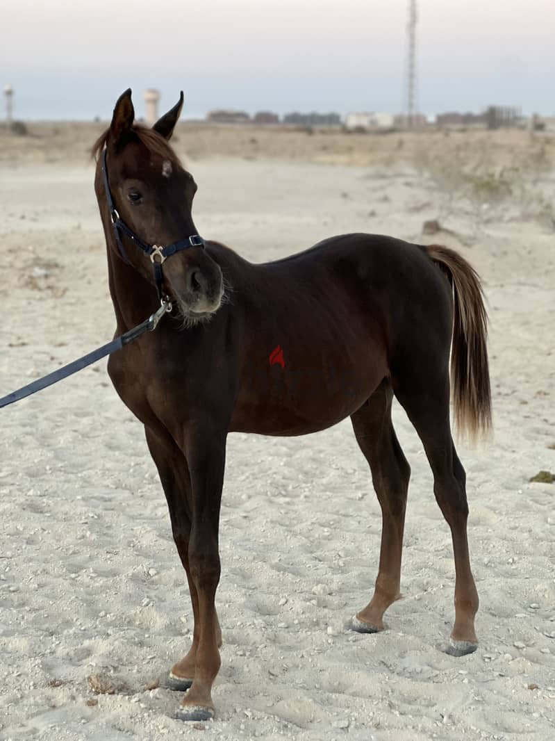 Pure Arabian Horse Stallion 9 month dark brown hot blood 2