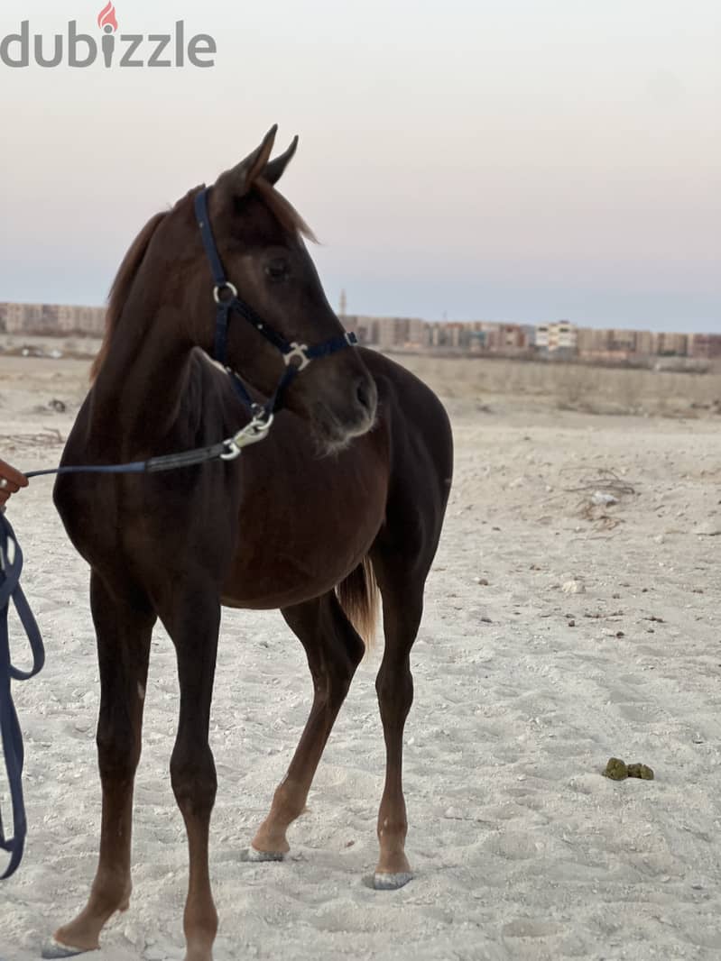 Pure Arabian Horse Stallion 9 month dark brown hot blood 3