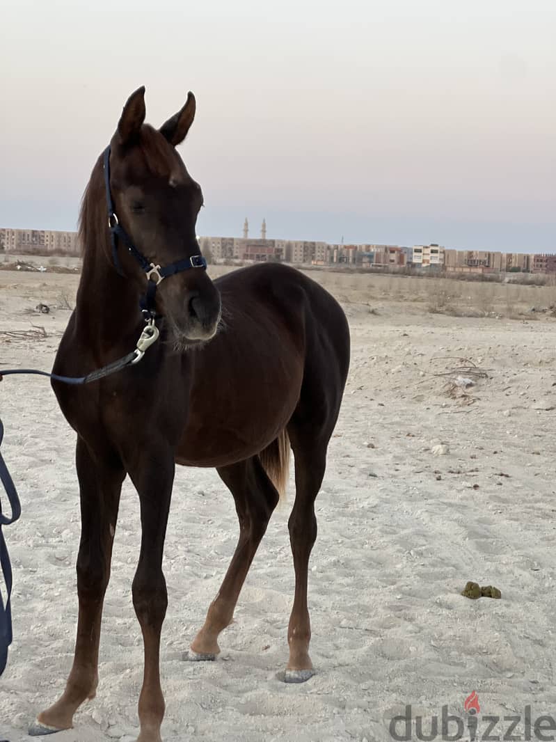 Pure Arabian Horse Stallion 9 month dark brown hot blood 4