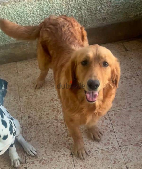 جولدن ريتريفر golden retriever 1