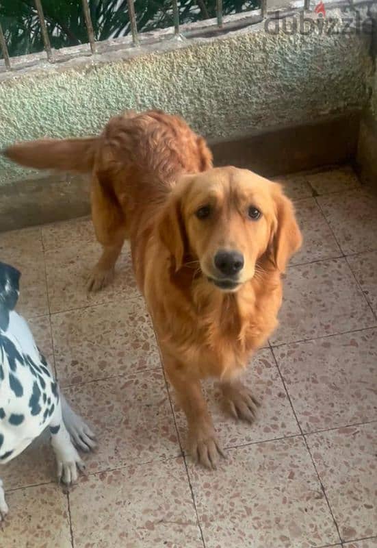 جولدن ريتريفر golden retriever 2