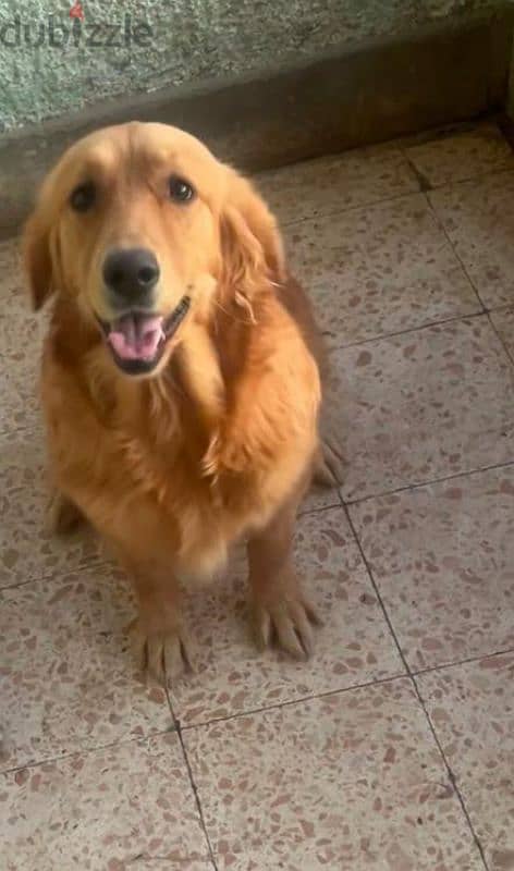 جولدن ريتريفر golden retriever 3