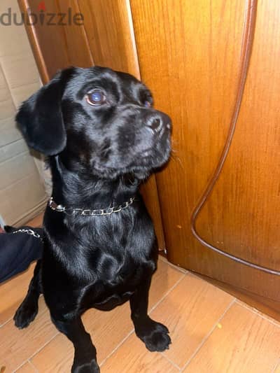 جرو لابرادور اسود black labrador