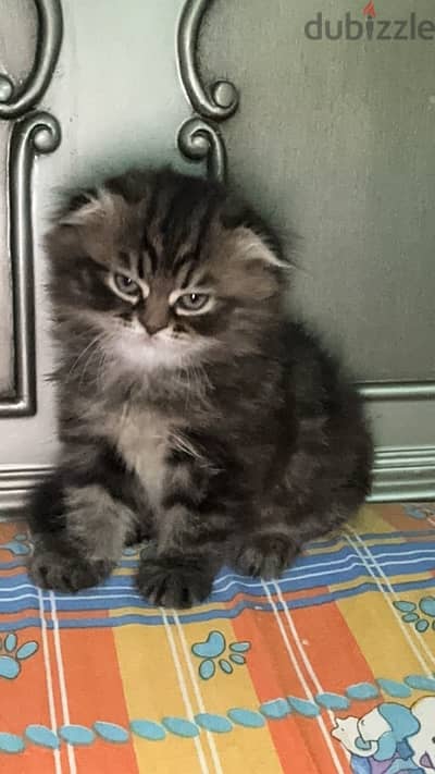 Scottish fold female