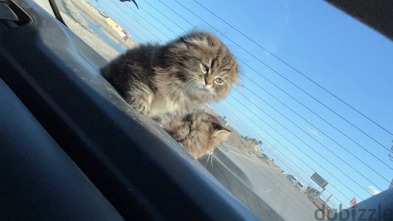 Scottish fold female 1