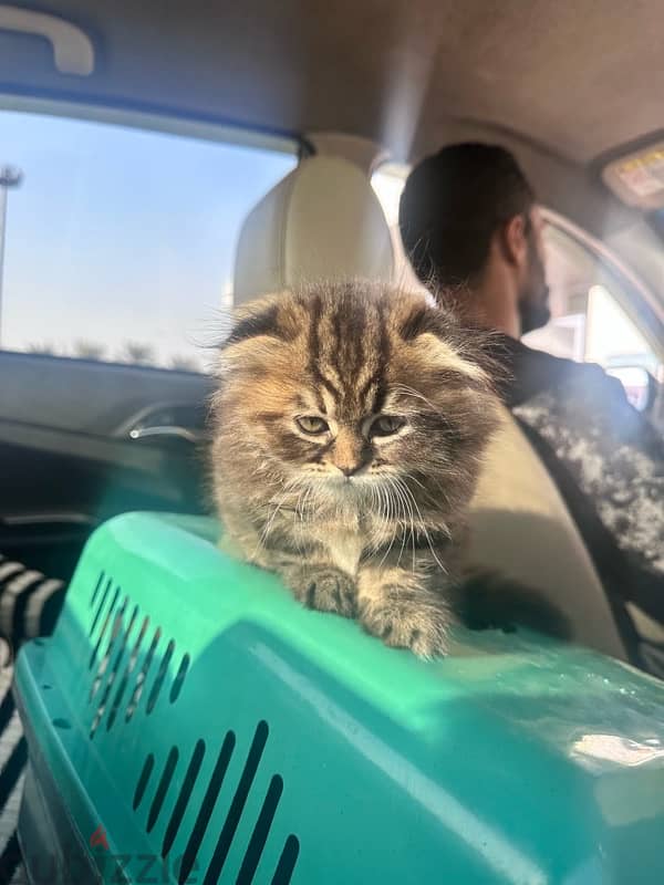 Scottish fold female 2