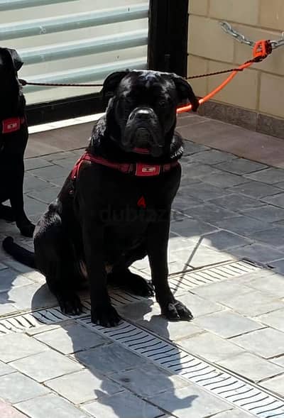 Cane Corso