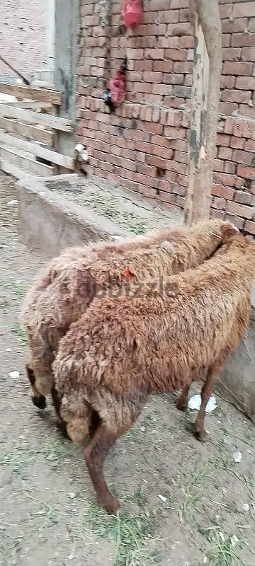 بدريتين لحم ينفعو دبح لعقيقه او ندر