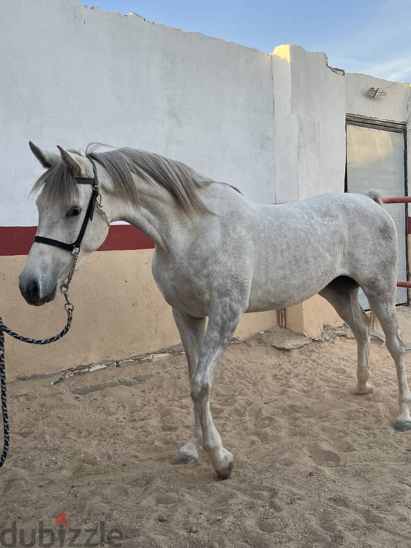 Pure Arabian Mare Horse Female blue color 2 years very good papers 1