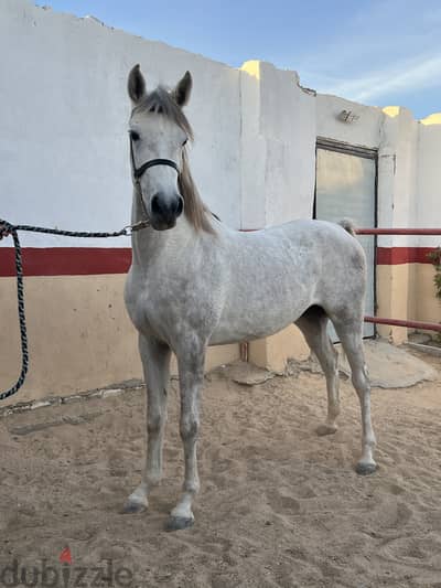 Pure Arabian Mare Horse Female blue color 2 years very good papers