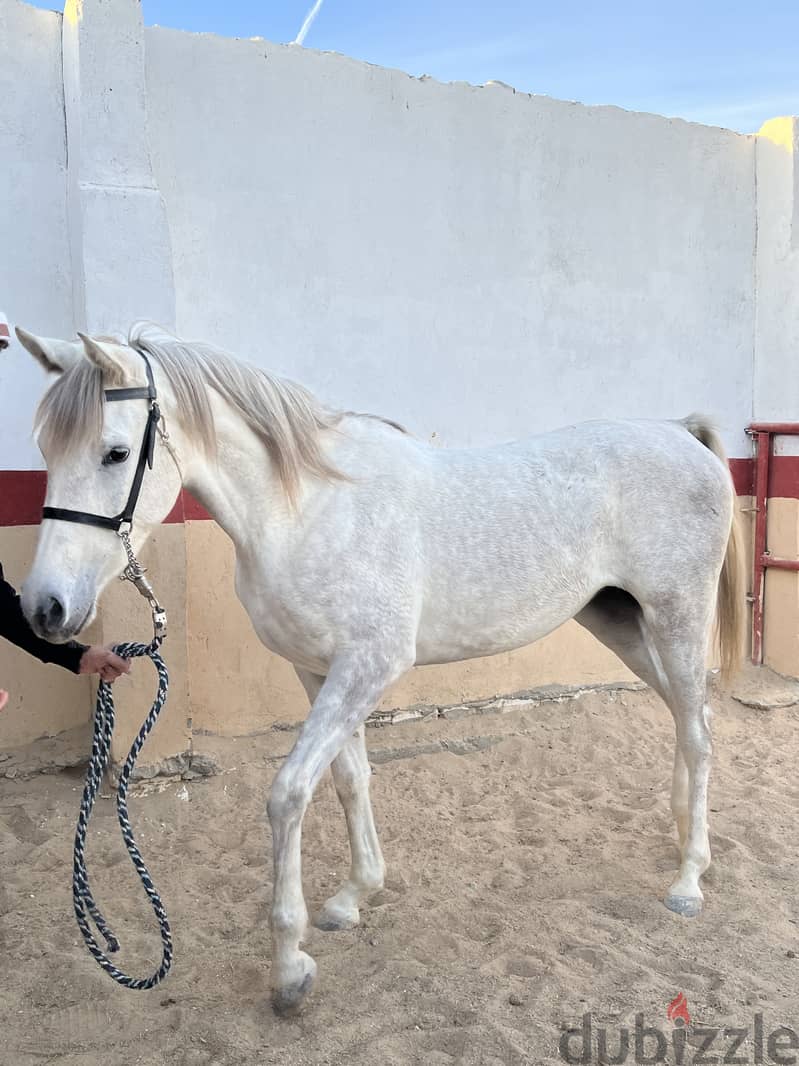 Pure Arabian Mare Horse Female blue color 2 years very good papers 3