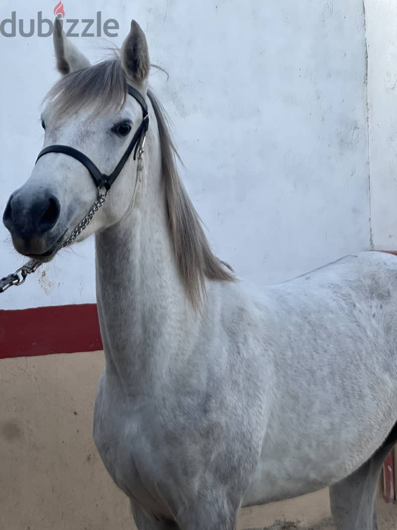 Pure Arabian Mare Horse Female blue color 2 years very good papers 4