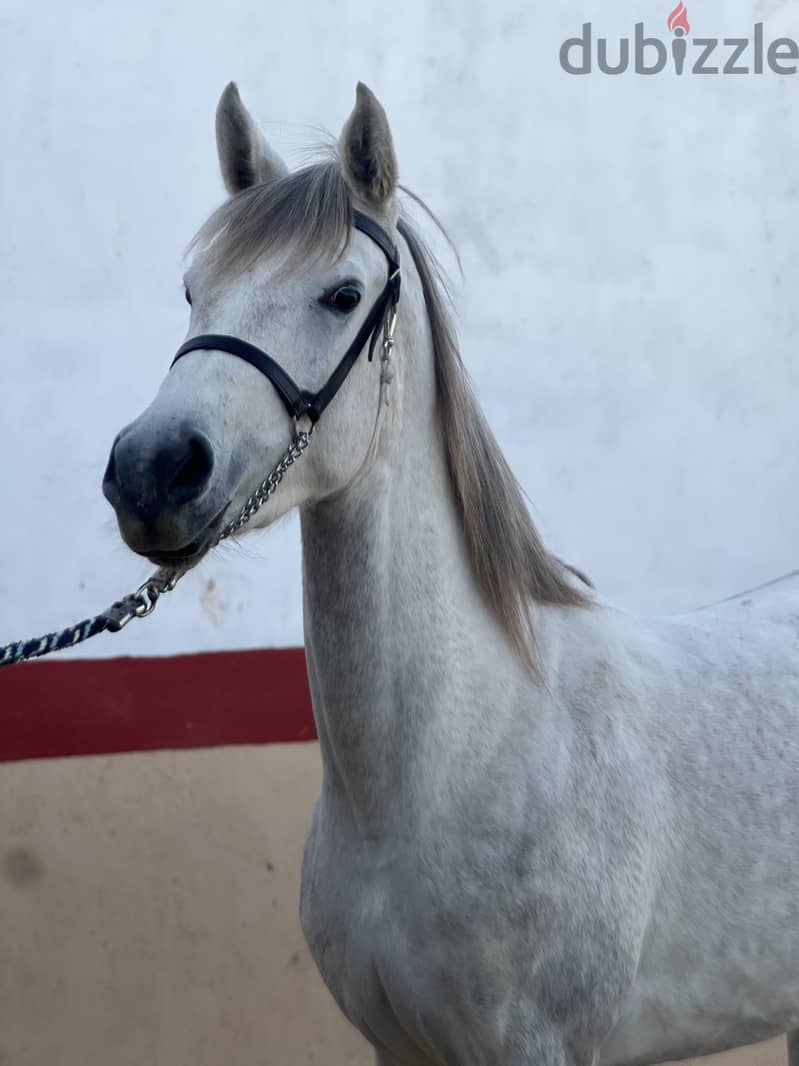 Pure Arabian Mare Horse Female blue color 2 years very good papers 5