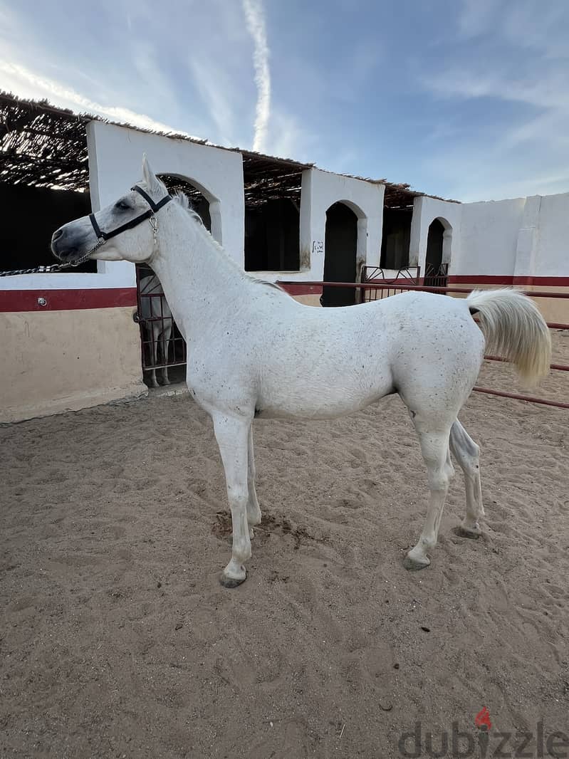 Horse for Sell - Pure Arabian Mare blue white color pregnant 0