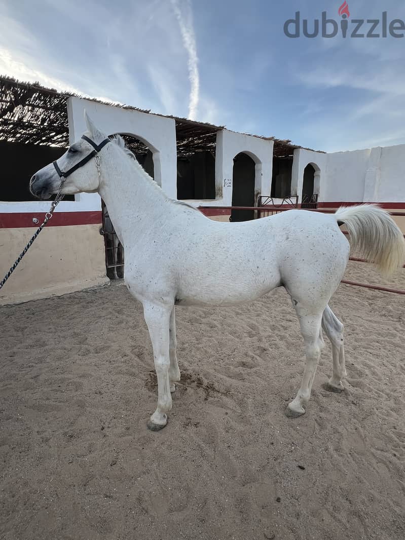 Horse for Sell - Pure Arabian Mare blue white color pregnant 1