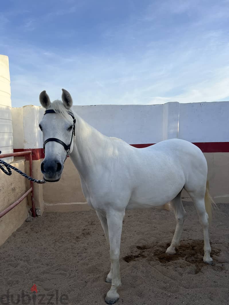 Arabian Horse Mare Female white 5 years old pregnant 4