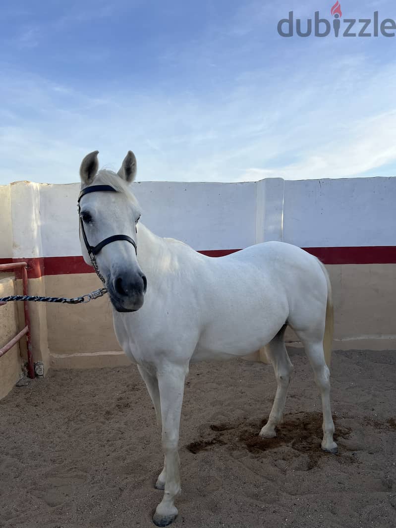 Arabian Horse Mare Female white 5 years old pregnant 3