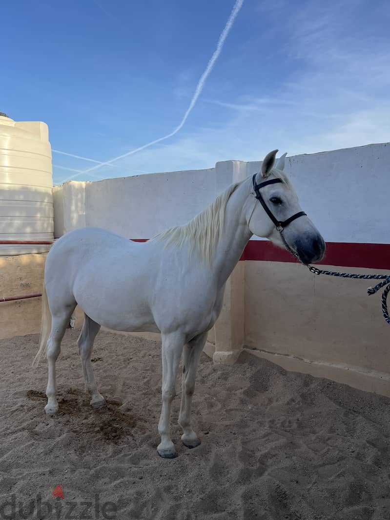 Arabian Horse Mare Female white 5 years old pregnant 2