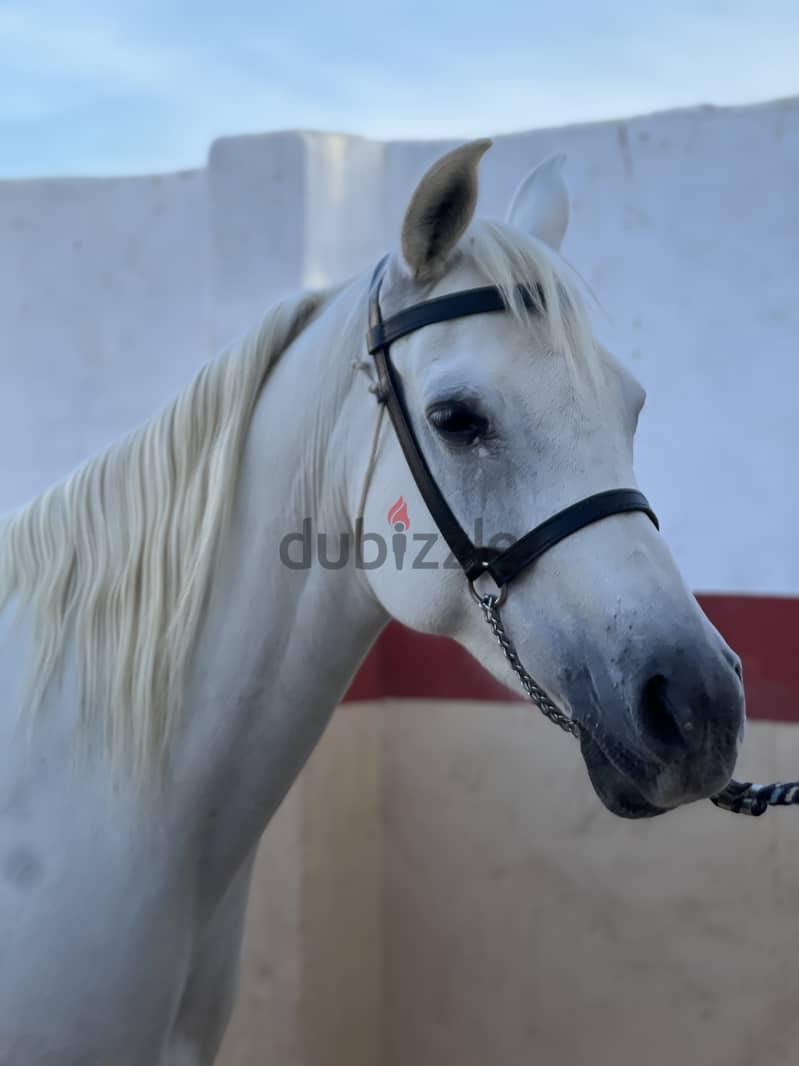 Arabian Horse Mare Female white 5 years old pregnant 1