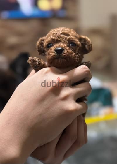 korean teacup poodle