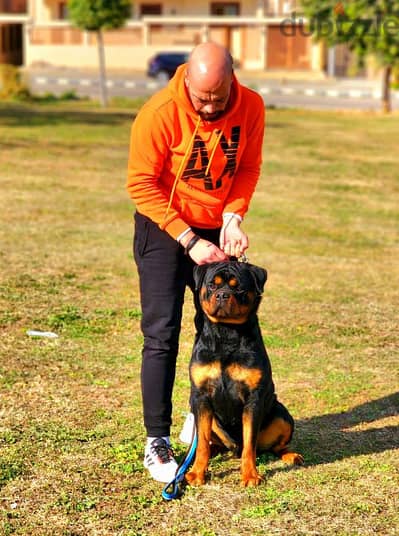 روتوايلر للبيع - Rottweiler for sale