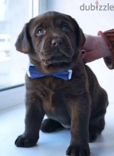 Chocolate labrador puppy boy from Russia