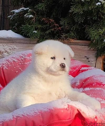 Japanese Akita boy from Russia