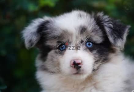 border collie puppy boy from Russia