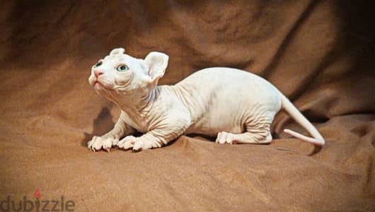 sphynx bambino kitten boy from Russia