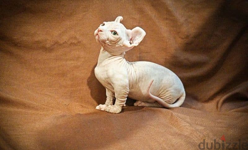 sphynx bambino kitten boy from Russia 2