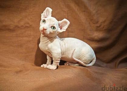 sphynx bambino kitten boy from Russia