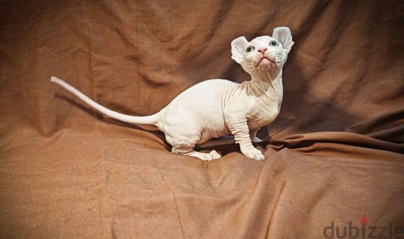 sphynx bambino kitten boy from Russia 3