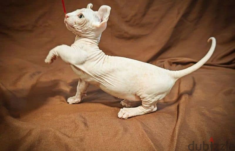 sphynx bambino kitten boy from Russia 4