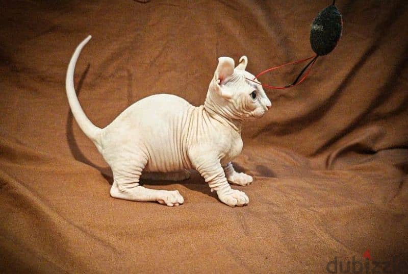 sphynx bambino kitten boy from Russia 5