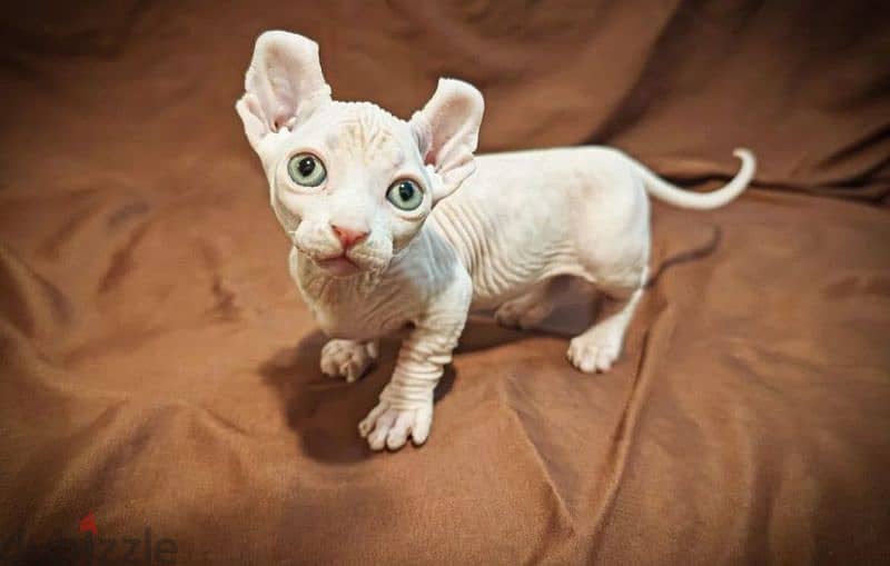 sphynx bambino kitten boy from Russia 6