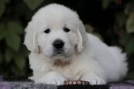 golden retriever puppy boy from Russia